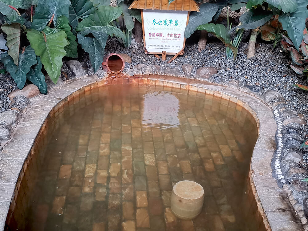 冬蟲夏草泉